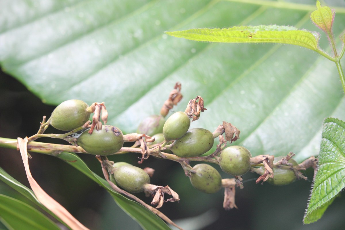 Alpinia nigra (Gaertn.) Burtt